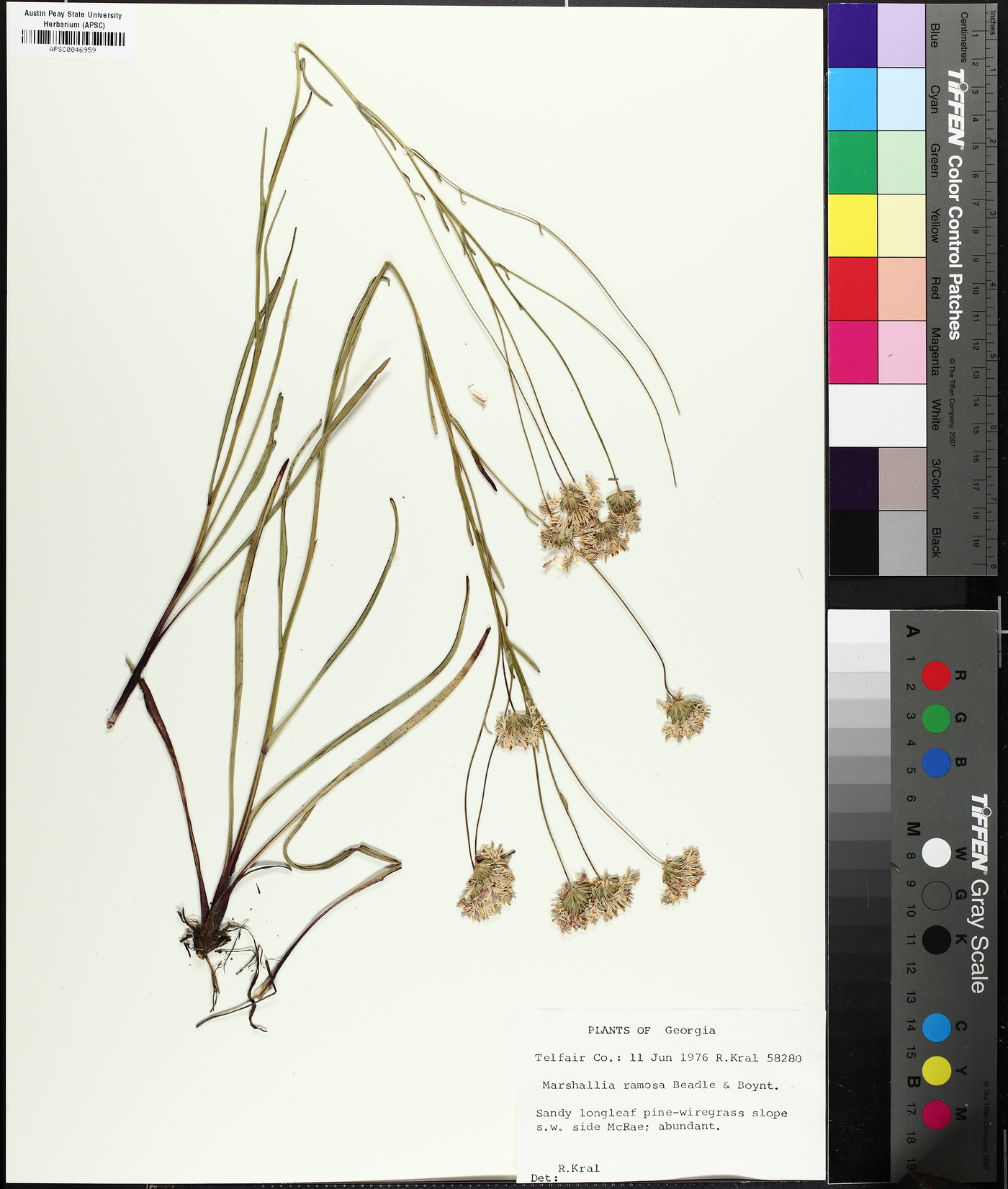 Marshallia ramosa image