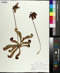 Sarracenia psittacina image