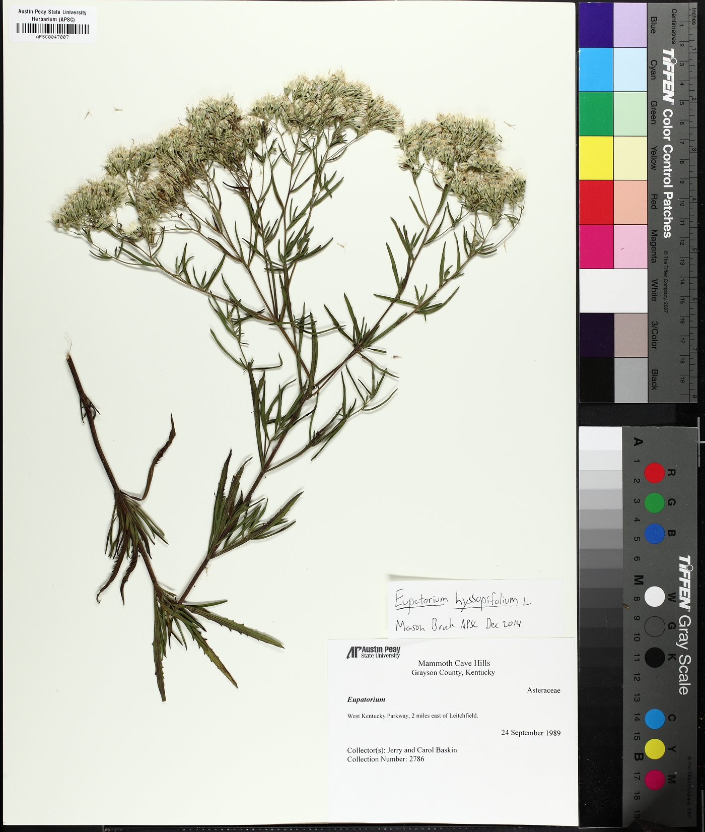 Eupatorium torreyanum image