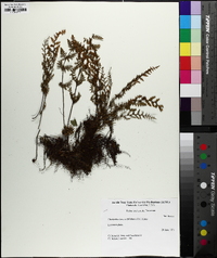 Myriopteris lanosa image