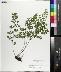 Adiantum capillus-veneris image