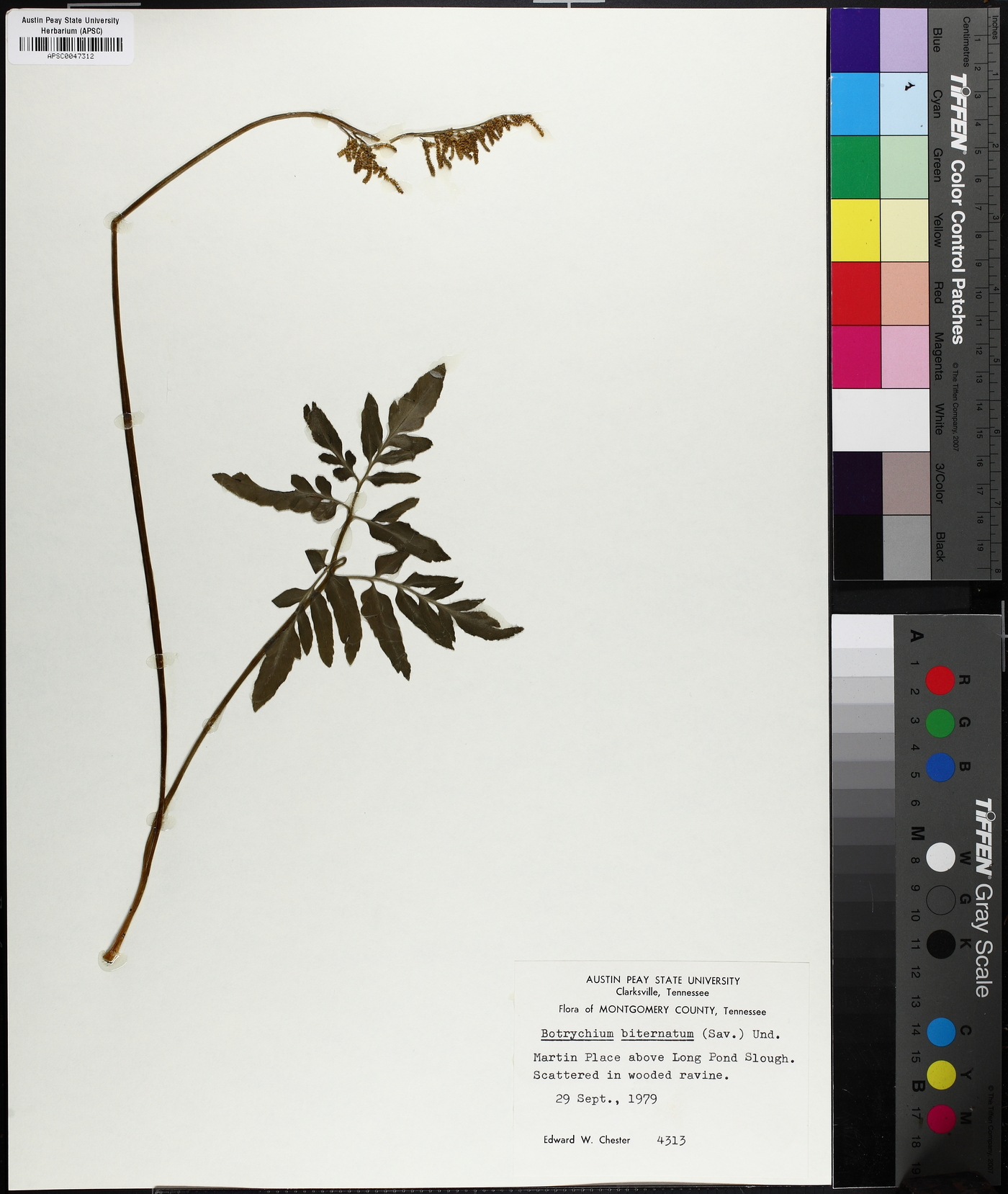 Sceptridium biternatum image