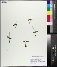 Ophioglossum crotalophoroides image