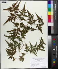 Lygodium japonicum image