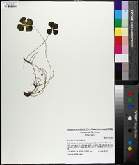 Marsilea quadrifolia image