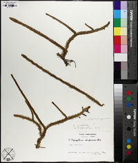 Lycopodiella alopecuroides image