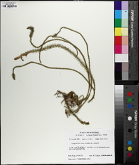 Lycopodiella alopecuroides image