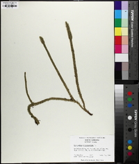 Lycopodiella alopecuroides image