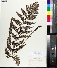 Dryopteris × triploidea image