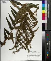 Dryopteris ludoviciana image