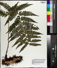 Dryopteris celsa image