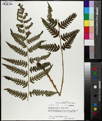 Dryopteris celsa image