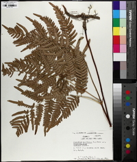 Pteridium aquilinum subsp. latiusculum image