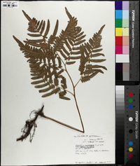 Pteridium aquilinum subsp. latiusculum image