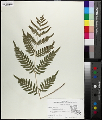 Pteridium aquilinum subsp. latiusculum image