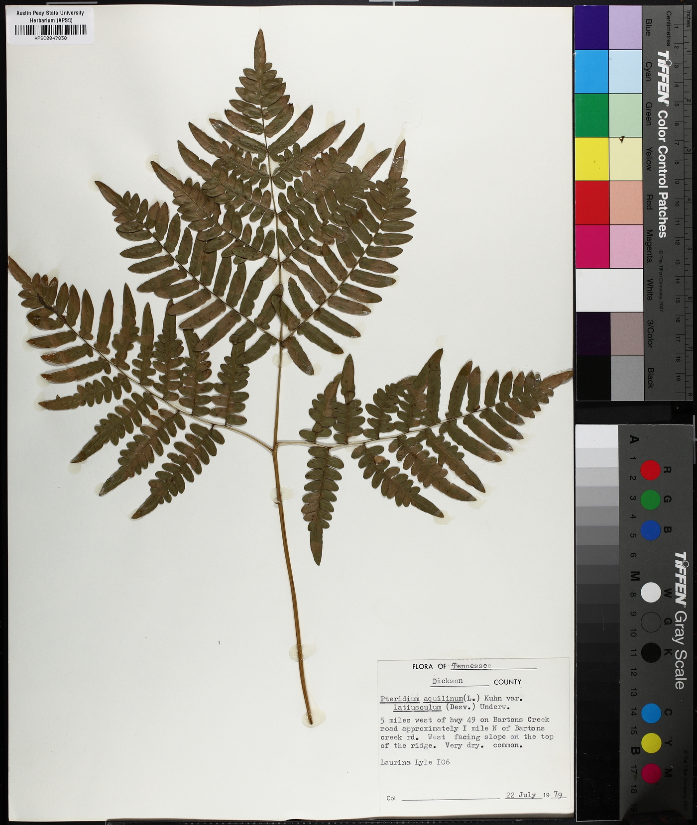 Pteridium aquilinum subsp. latiusculum image