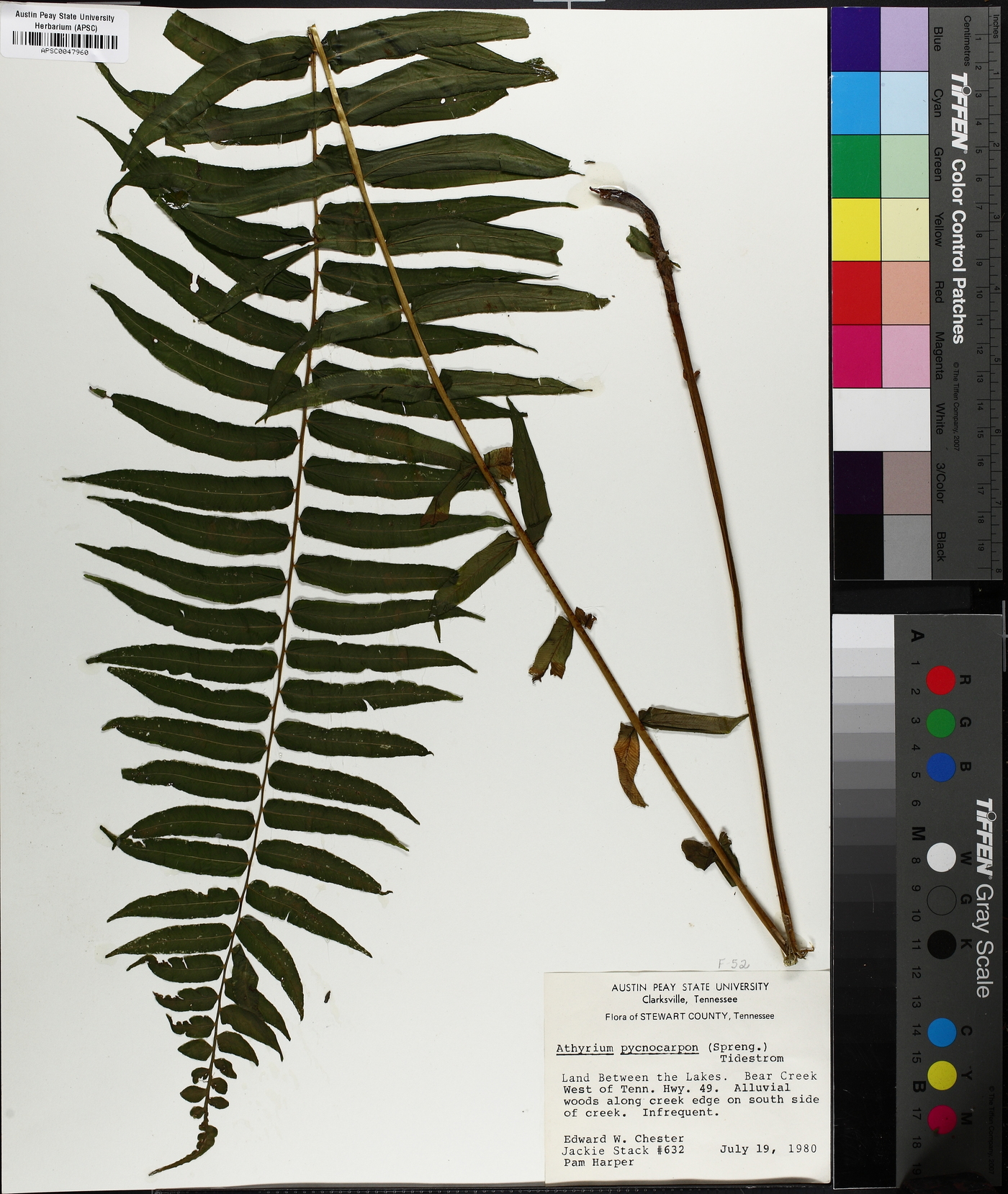 Diplaziopsis pycnocarpa image