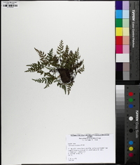 Asplenium montanum image