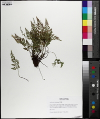 Asplenium montanum image