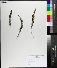 Asplenium resiliens image