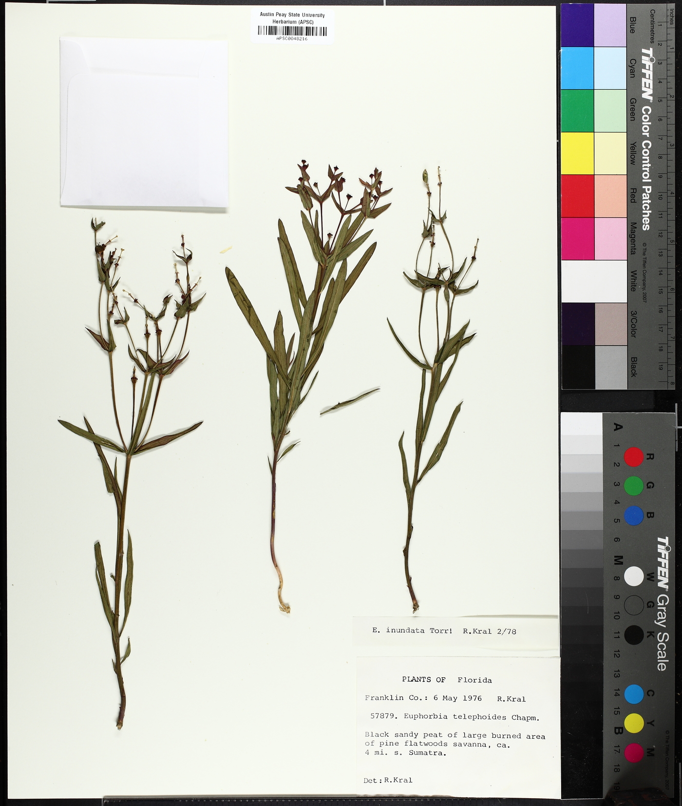 Euphorbia inundata image