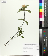 Ruellia caroliniensis image