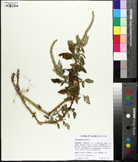 Amaranthus spinosus image