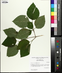 Viburnum dentatum var. deamii image