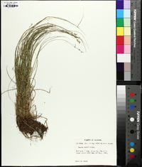 Carex socialis image