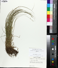 Carex socialis image