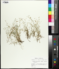 Sabulina fontinalis image