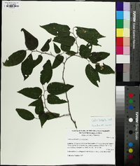 Celtis laevigata image