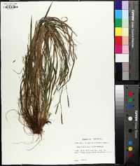 Carex purpurifera image
