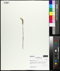 Spiranthes cernua image