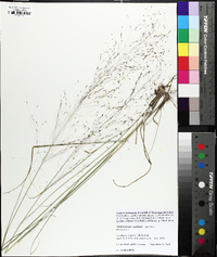 Muhlenbergia capillaris image