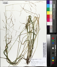 Festuca subverticillata image