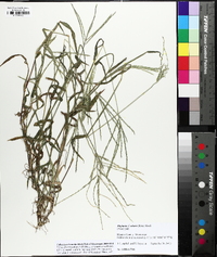 Digitaria ciliaris image