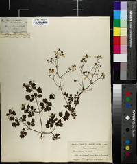 Thalictrum minus image