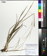 Digitaria filiformis image