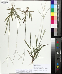 Digitaria violascens image