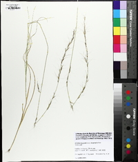 Aristida purpurascens image