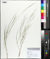 Aristida oligantha image