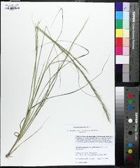 Aristida purpurascens image