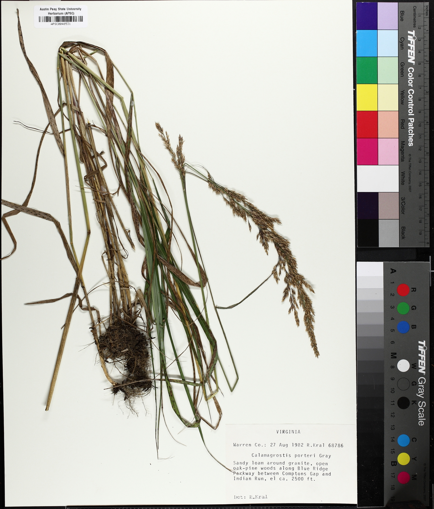 Calamagrostis porteri image