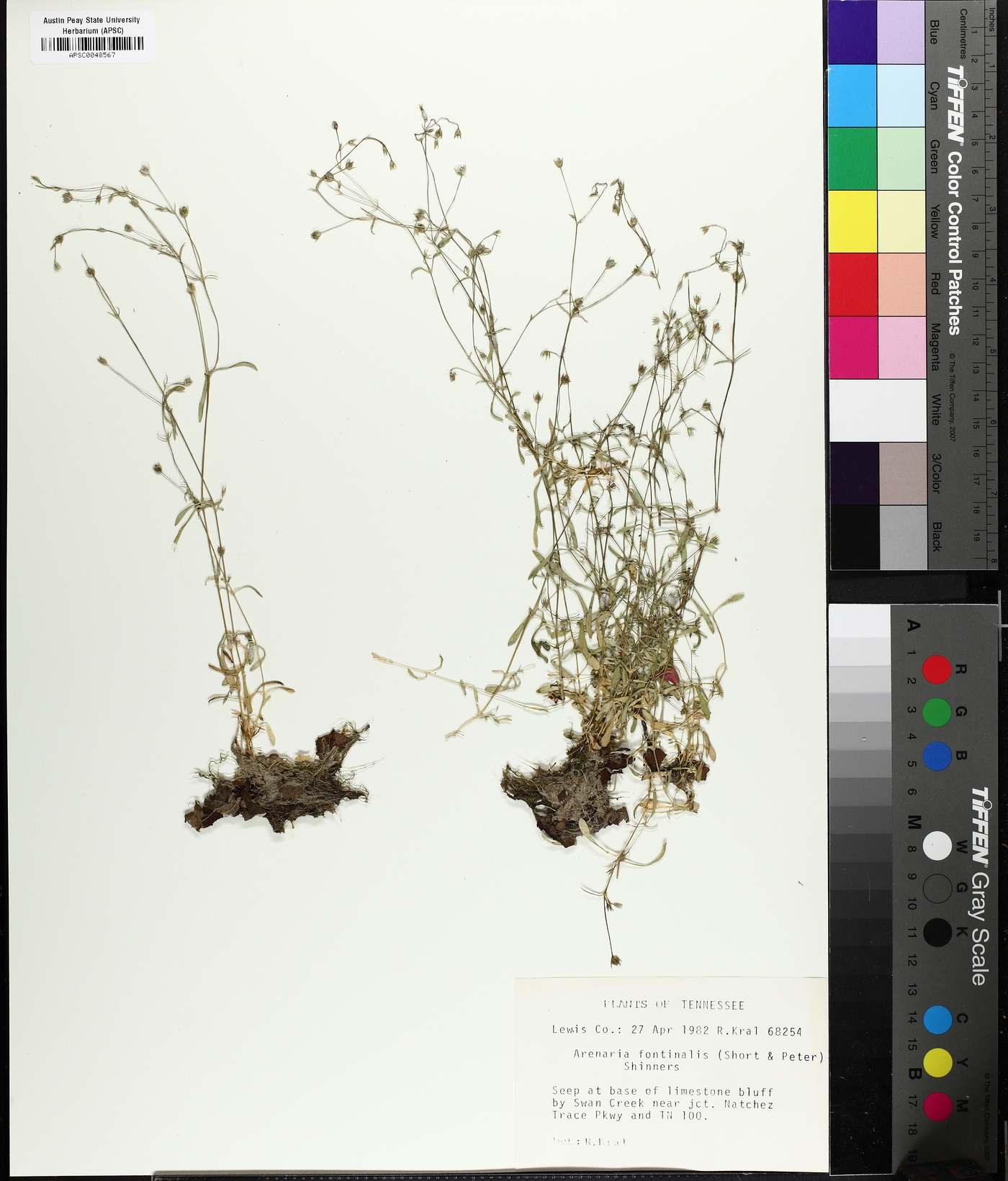 Sabulina fontinalis image