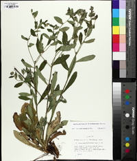 Lithospermum tuberosum image