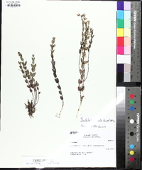 Scutellaria parvula image