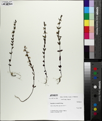 Scutellaria parvula var. leonardii image