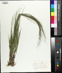 Panicum flexile image