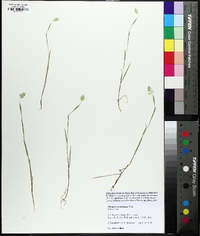 Phalaris caroliniana image